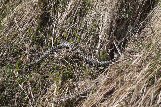 vipera berus